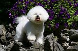 BICHON FRISE 528